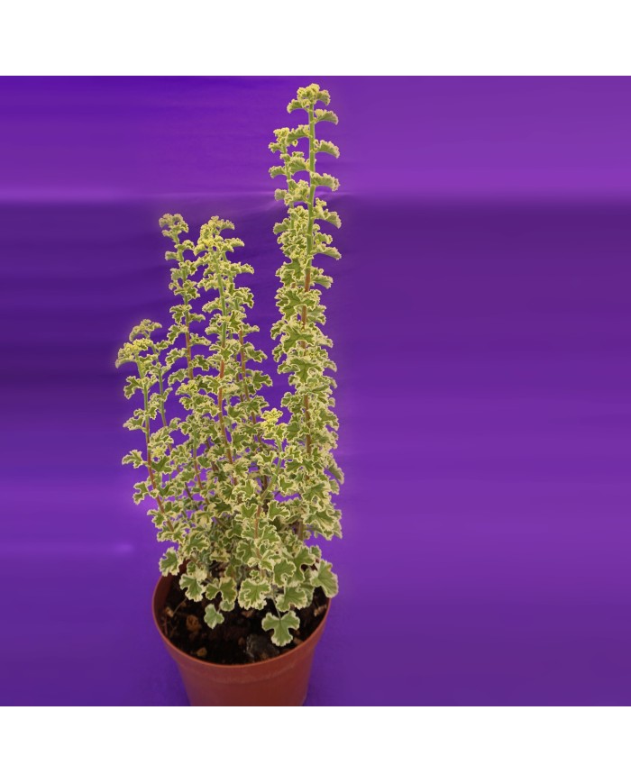 Pelargonium crispum variegato