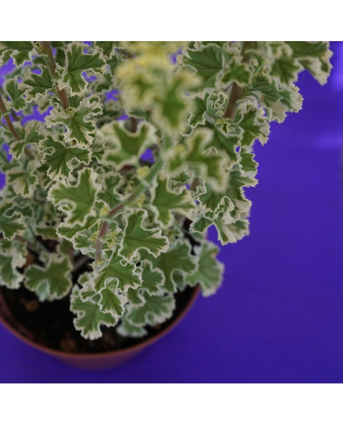 Dettaglio delle foglie del Pelargonium crispum variegato