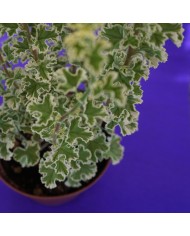 Dettaglio delle foglie del Pelargonium crispum variegato