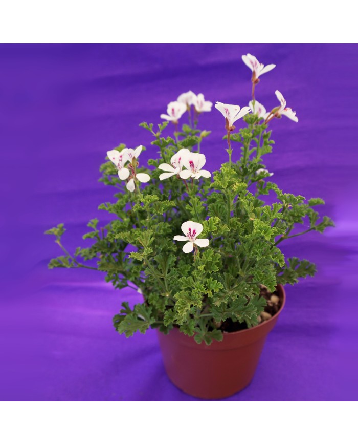 Pelargonium tipo "inglese" bianco