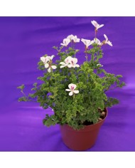 Pelargonium tipo "inglese" bianco