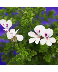Dettaglio dei fiori del Pelargonium tipo "inglese" bianco