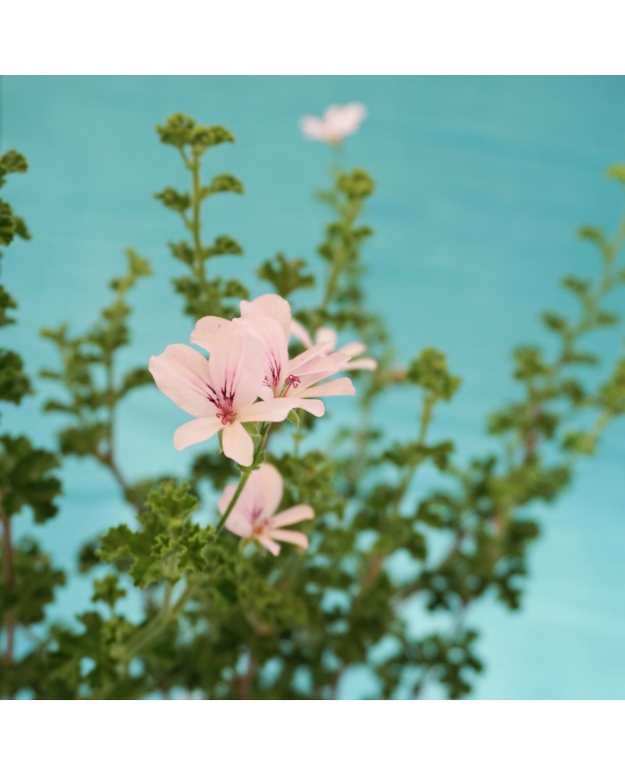 Dettaglio dei fiori del Pelargonium crispum