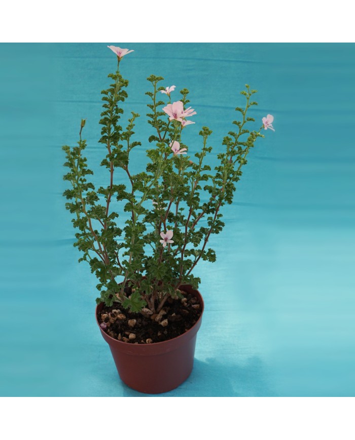 Pelargonium crispum