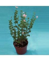 Pelargonium crispum