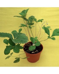 Issopo - Hyssopus officinalis Issopo - Hyssopus officinalis