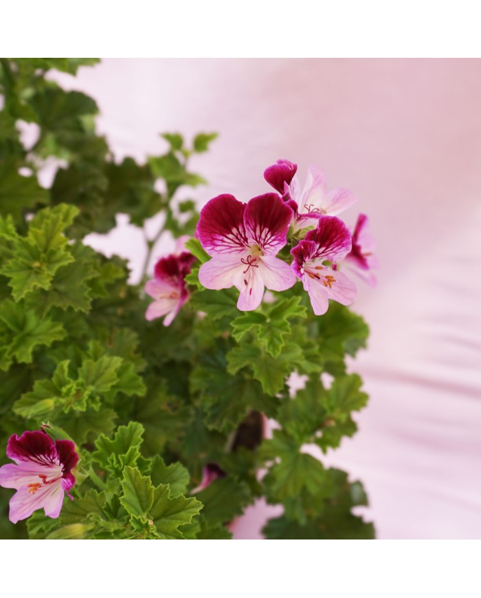 Dettaglio dei fiori del Pelargonium tipo "inglese" viola/bianco