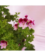 Dettaglio dei fiori del Pelargonium tipo "inglese" viola/bianco