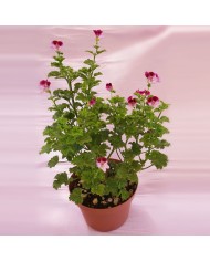 Pelargonium tipo "inglese" viola/bianco