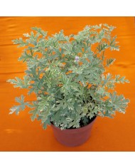 Pelargonium odoroso Graveolens variegato