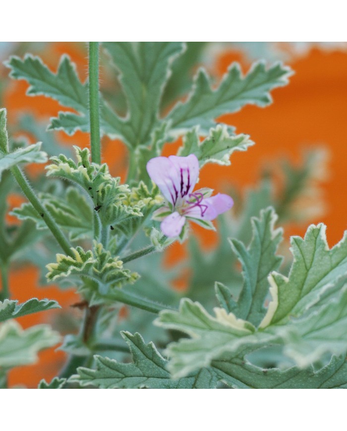 Dettaglio del fiore del Pelargonium odoroso Graveolens variegato