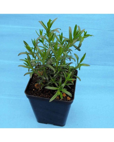 Issopo - Hyssopus officinalis