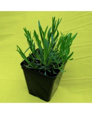 Issopo - Hyssopus officinalis Issopo - Hyssopus officinalis