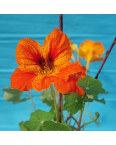 Nasturzio - Tropaeolum majus (Cappuccina)
