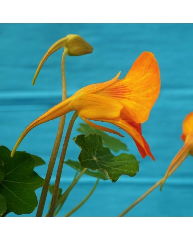 Nasturzio - Tropaeolum majus (Cappuccina)