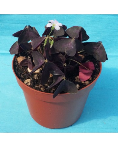Oxalis triangularis