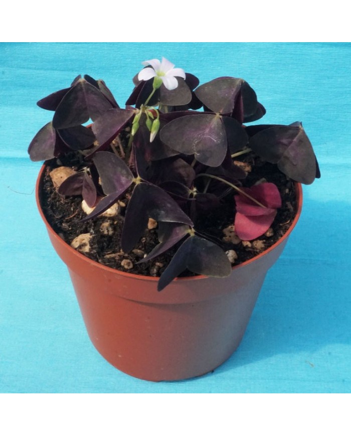 Oxalis triangularis