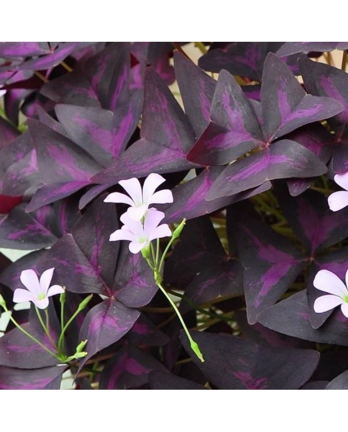 Oxalis triangularis