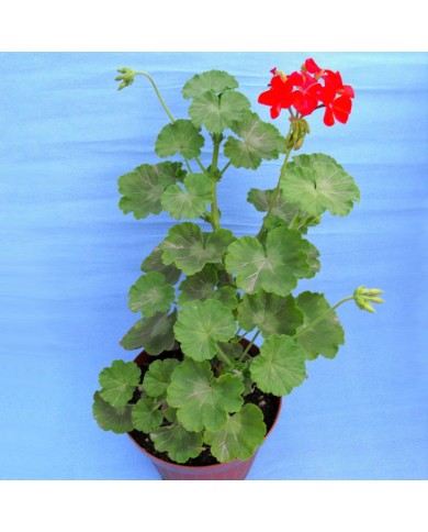 Pelargonium zonale rosso Pelargonium zonale rosso
