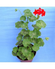 Pelargonium zonale variegato Pelargonium zonale variegato