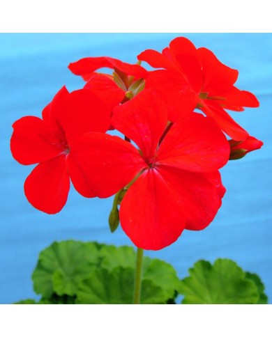 Pelargonium zonale rosso Pelargonium zonale rosso