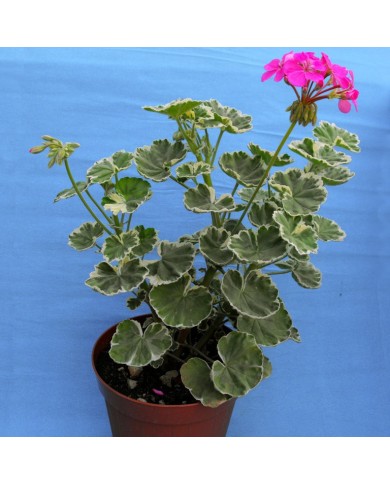 Pelargonium zonale variegato
