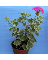 Pelargonium zonale variegato Pelargonium zonale variegato