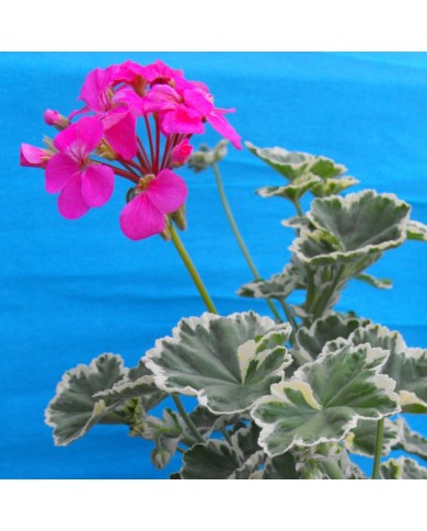 Pelargonium zonale variegato