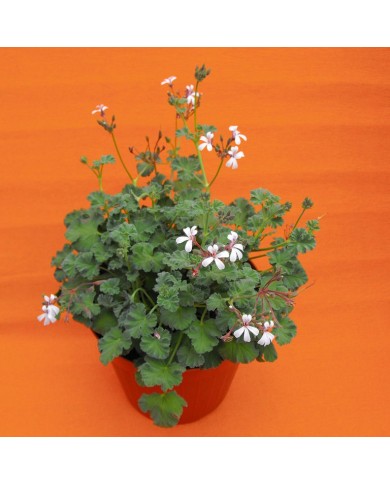 Pelargonium odoroso Fragrans