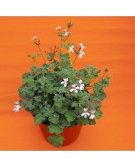 Pelargonium zonale variegato Pelargonium zonale variegato