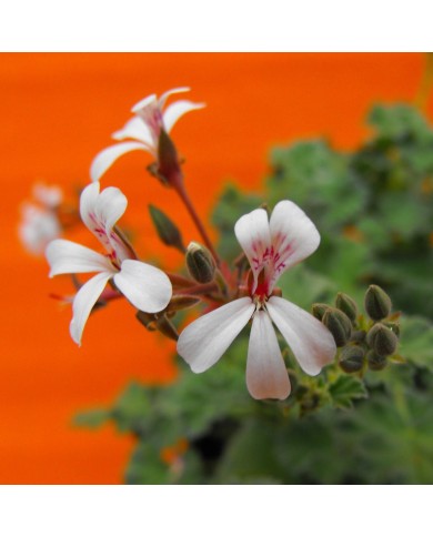 Pelargonium odoroso Fragrans