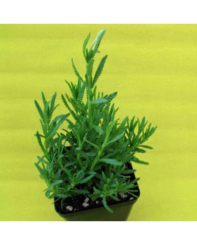 Lavanda Dentata - Lavandula Dentata Lavanda Dentata - Lavandula Dentata