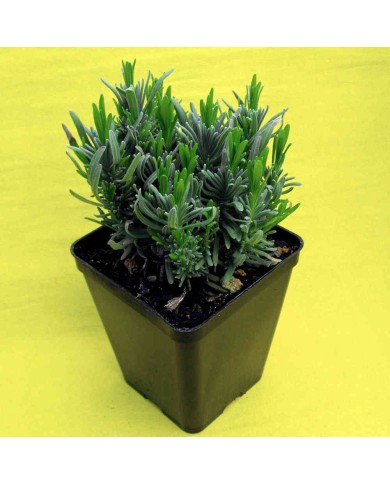Lavanda nana rosa Lavanda nana rosa