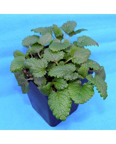 Melissa - Melissa officinalis