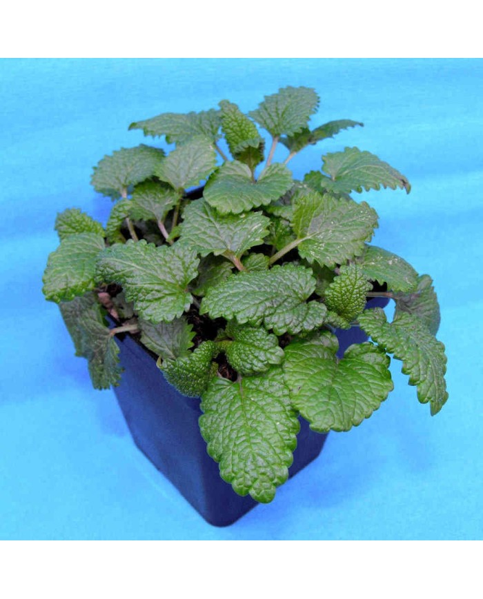 Melissa - Melissa officinalis