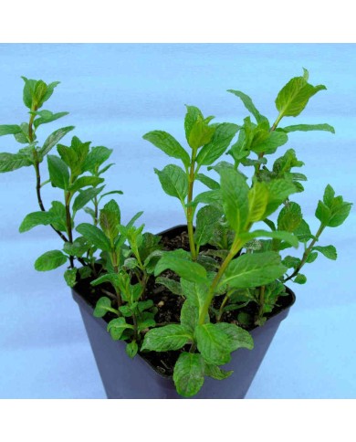Menta Spicata - Mentha spicata L.