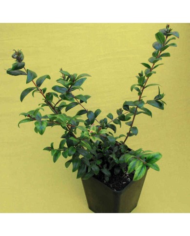 Mirto comune - Myrtus communis