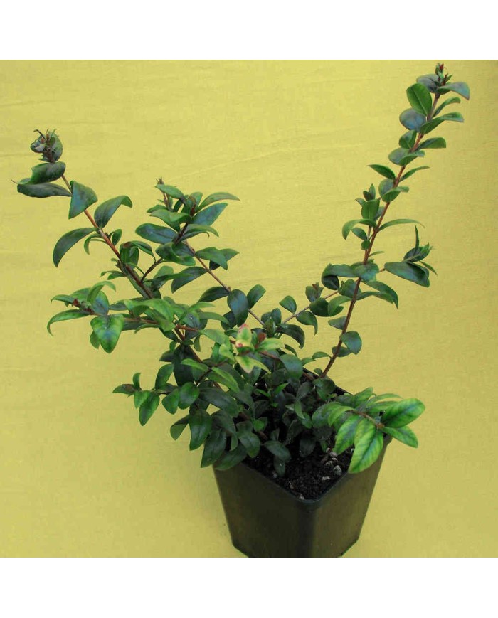 Mirto comune - Myrtus communis