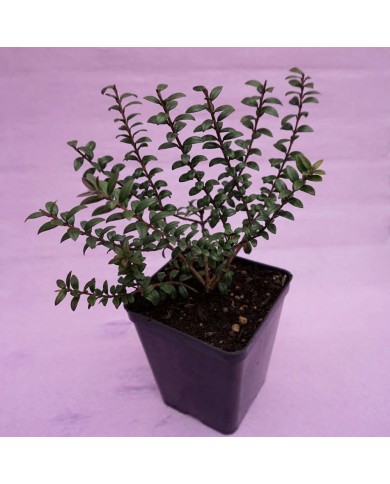 Mirto Tarantino - Myrtus C. Tarentina Mirto Tarantino - Myrtus C. Tarentina