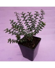 Mirto Tarantino - Myrtus C. Tarentina