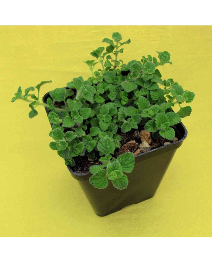 Nepitella - Calamintha nepeta