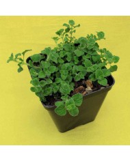 Mirto Tarantino - Myrtus C. Tarentina