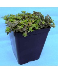 Nepitella - Calamintha nepeta