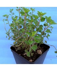 Origano compatto - Origanum compactum