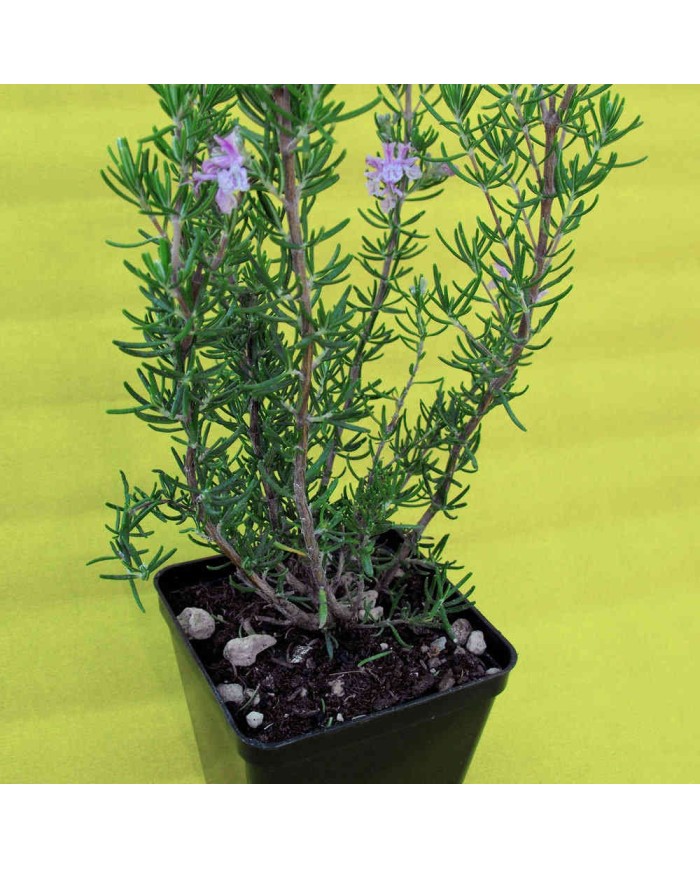 Rosmarino a fiore rosa - Rosmarinus officinalis "majorka pink"