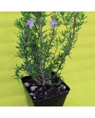 Origano Siciliano - Origano onites