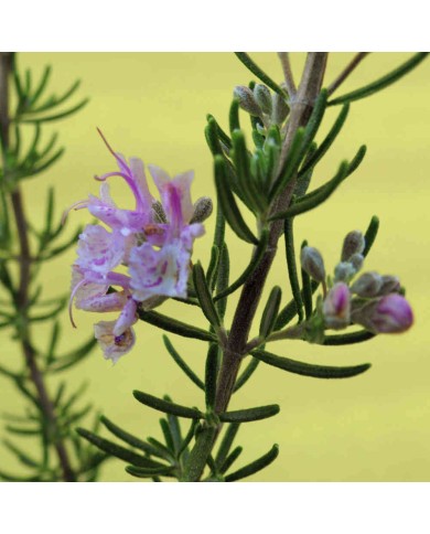 Rosmarino a fiore rosa - Rosmarinus officinalis "majorka pink" Rosmarino a fiore rosa - Rosmarinus officinalis "majorka pink"