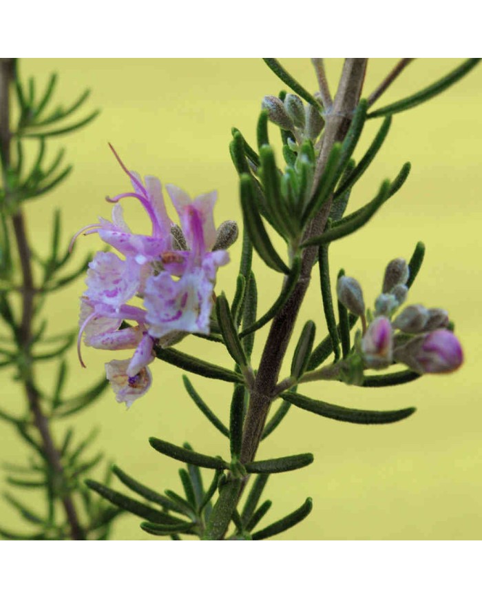 Rosmarino a fiore rosa - Rosmarinus officinalis "majorka pink"