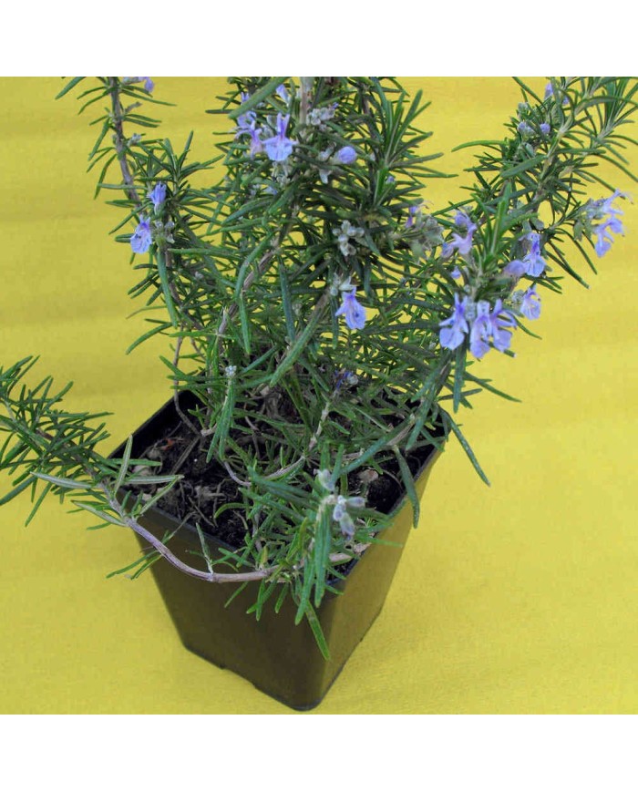Rosmarino corsico - Rosmarinus officinalis corsicus