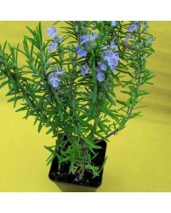 Rosmarino officinale a fiore bianco - Rosmarinus officinalis albus